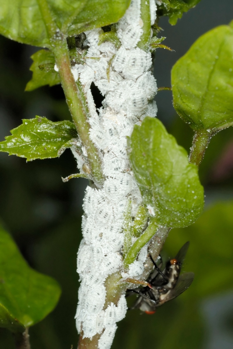 Cochenilles 