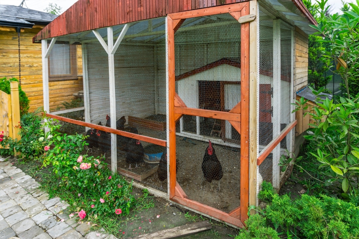 Construire un poulailler dans le jardin