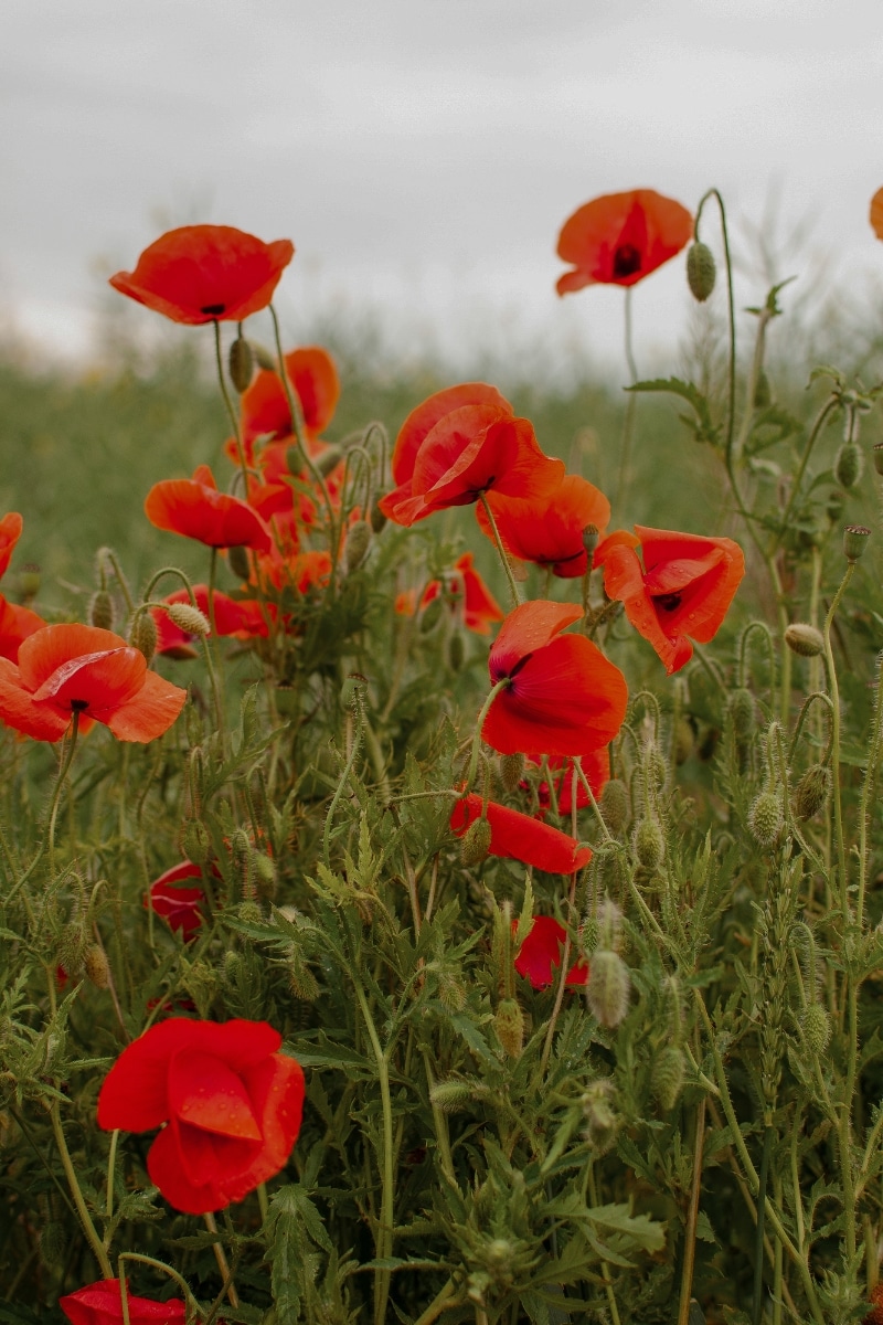 coquelicot