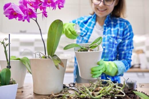 À épingler : Racines aériennes d’orchidées : pourquoi ne pas les couper et comment les entretenir ?