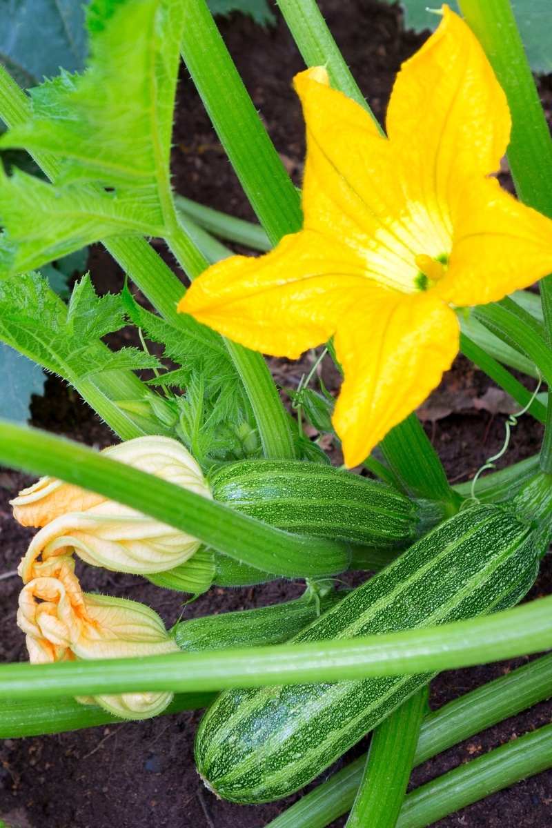 Courgette