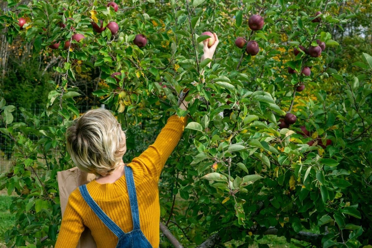 Cueillir des fruits