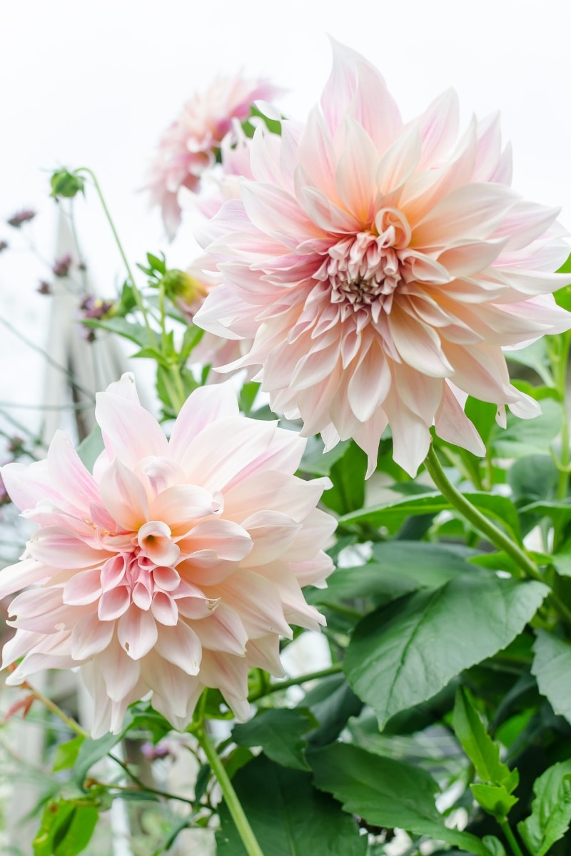 Dahlias