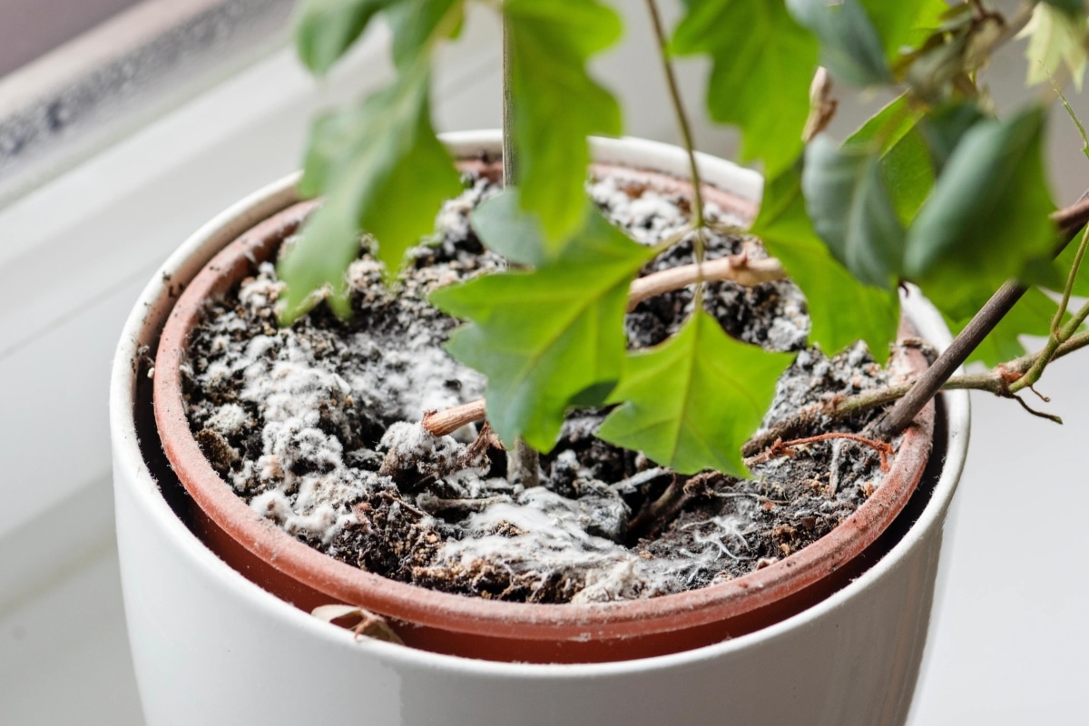 De la moisissure à la base des plantes d'intérieur