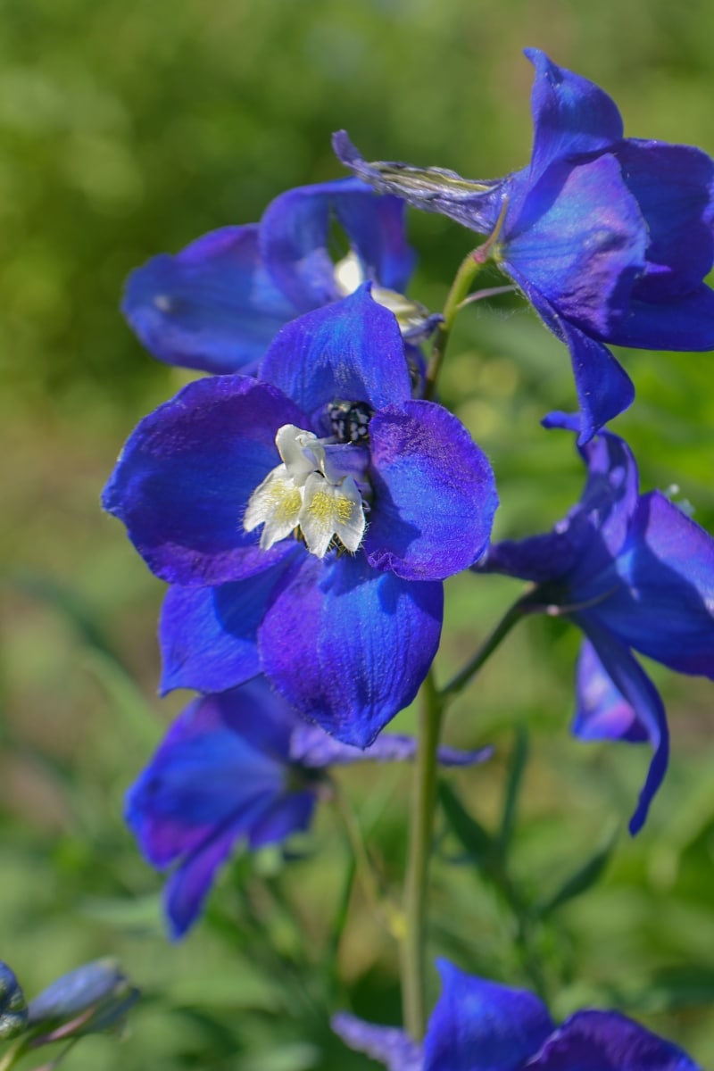 Delphinium