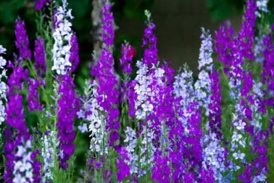 Delphiniums au jardin