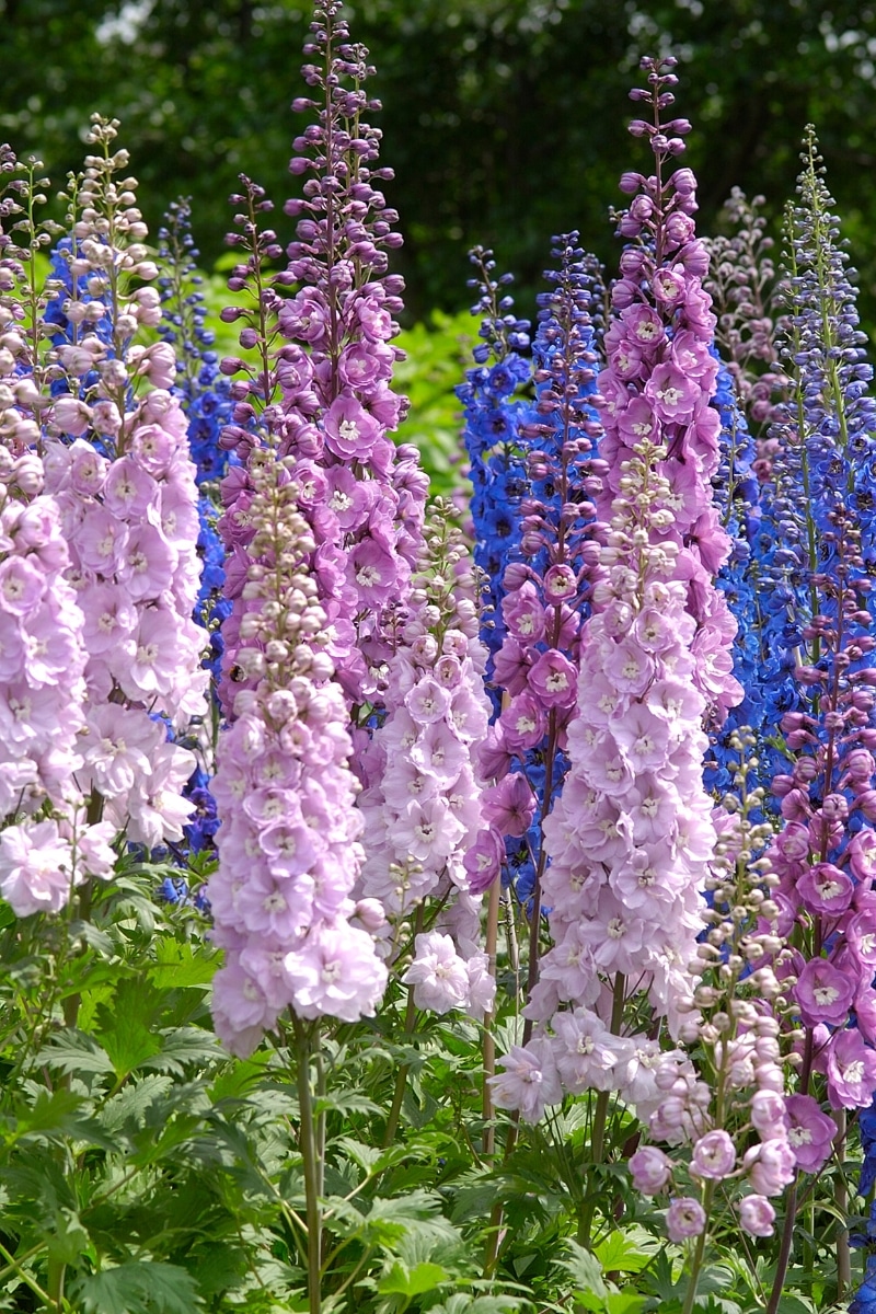 Delphiniums