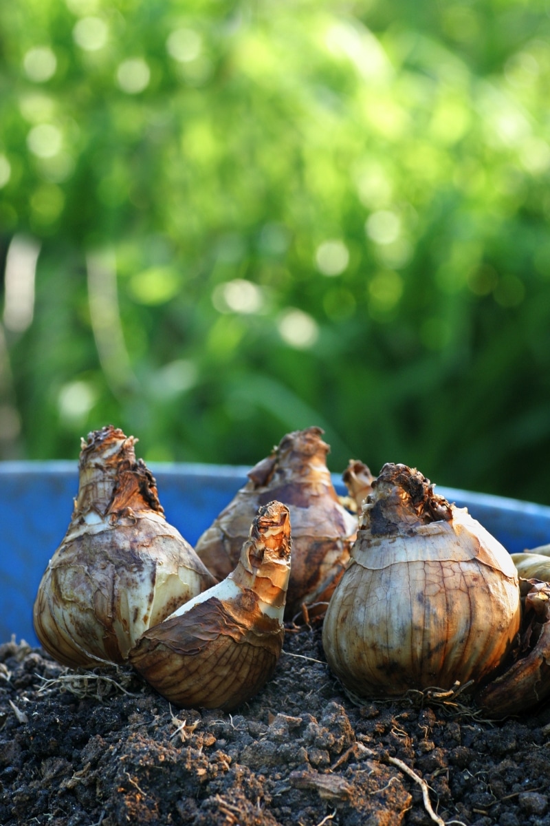 Des bulbes de narcisses