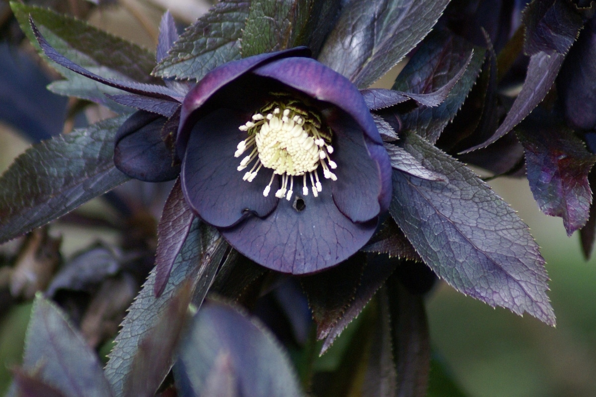 Des fleurs noires à planter dans votre jardin