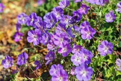 Des géraniums Rozanne au jardin