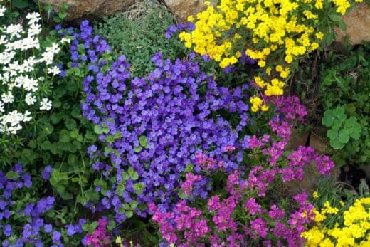À épingler : 4 plantes couvre-sol à croissance rapide pour embellir votre jardin ce printemps !