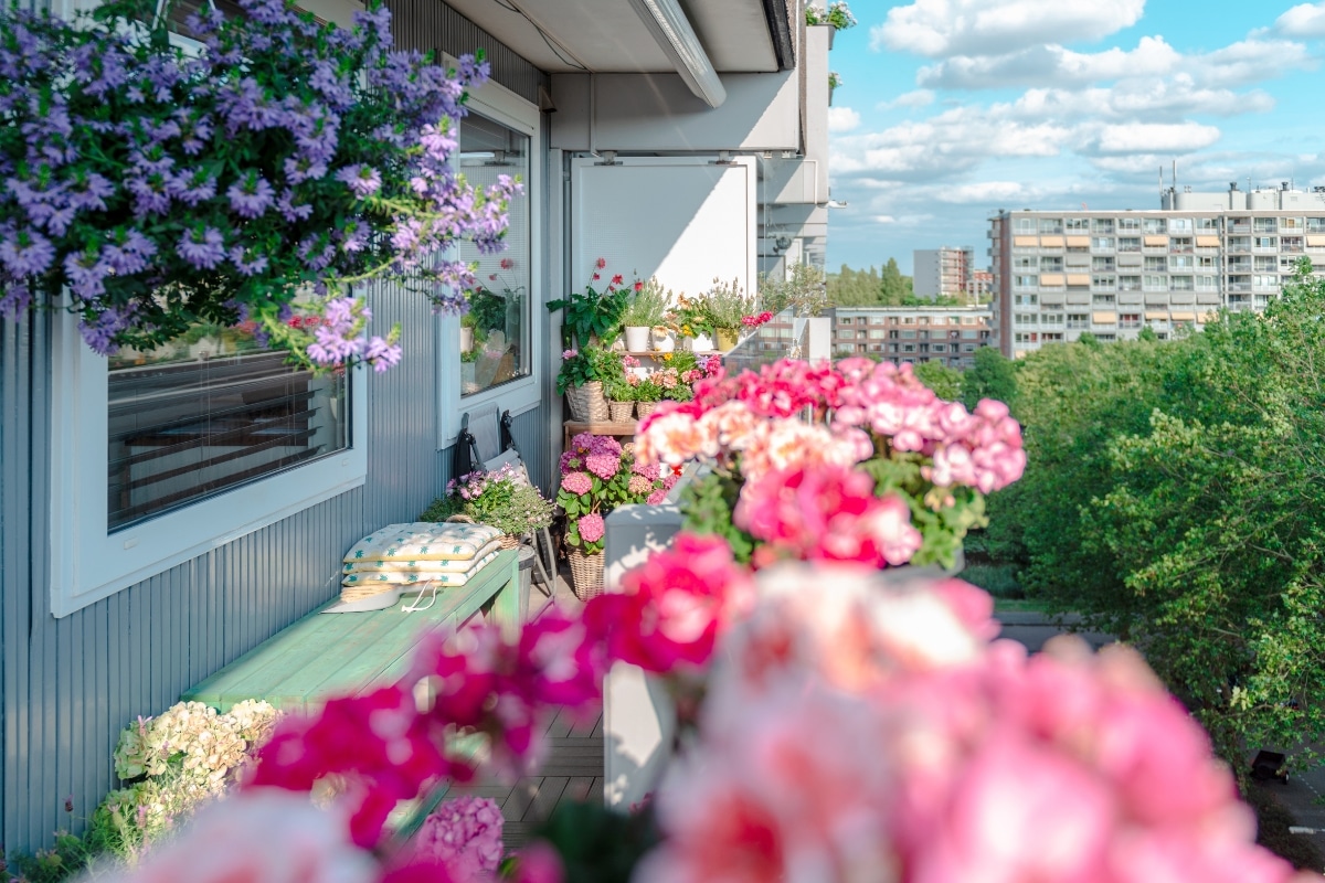 Des plants en pots au balcon