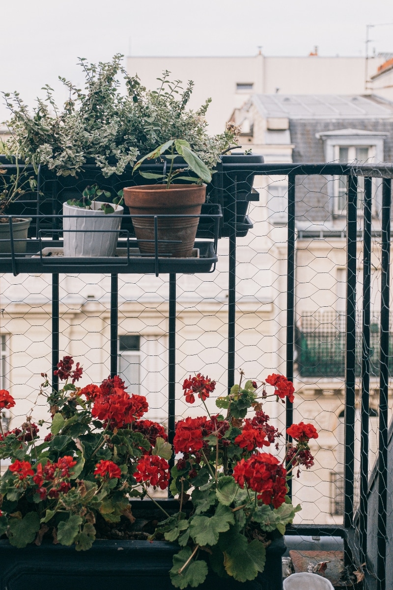 Des pots accrochés à la rambarde du balcon