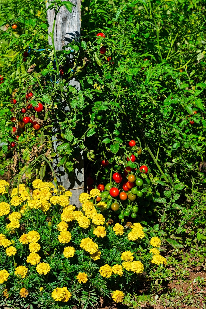 Des soucis plantés au pied des tomates au potager