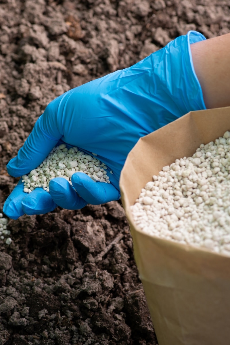 Fertiliser le bougainvillier avec une formule NPK