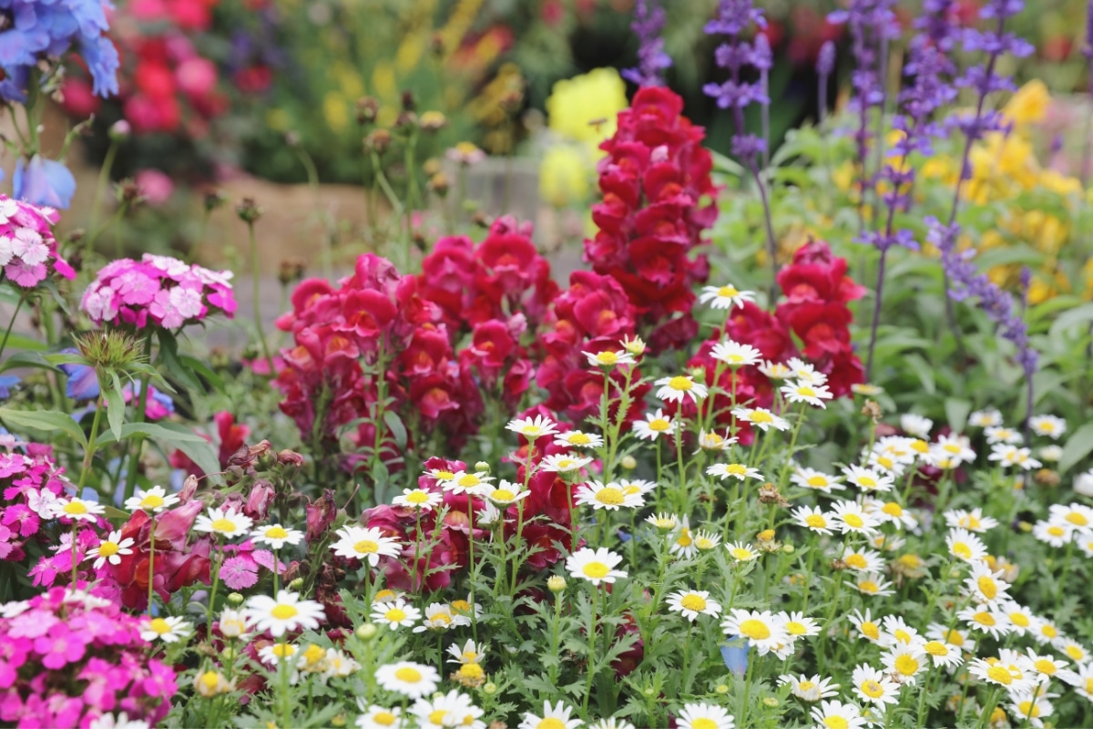 Fleurs au jardin au printemps