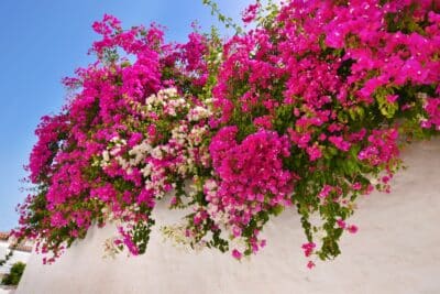 Floraison abondante du Bougainvillier