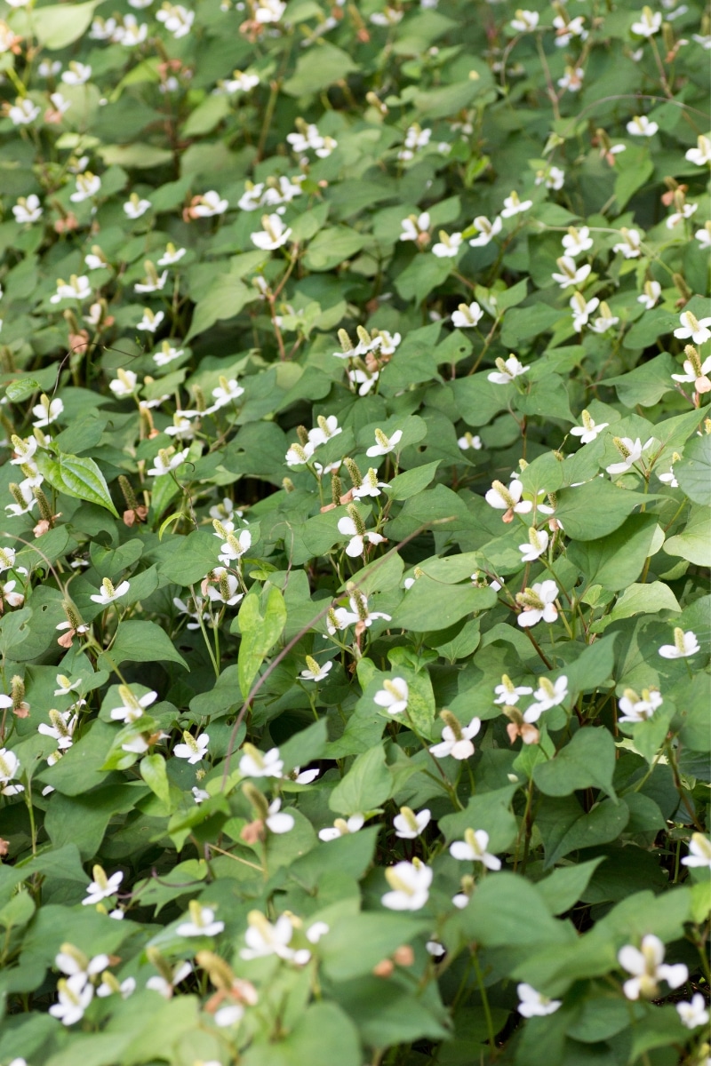 Houttuynia cordata Chameleon