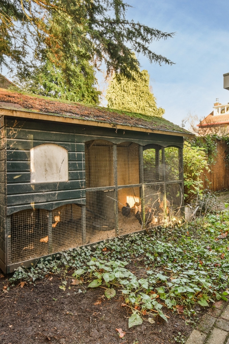 Installer un poulailler au jardin