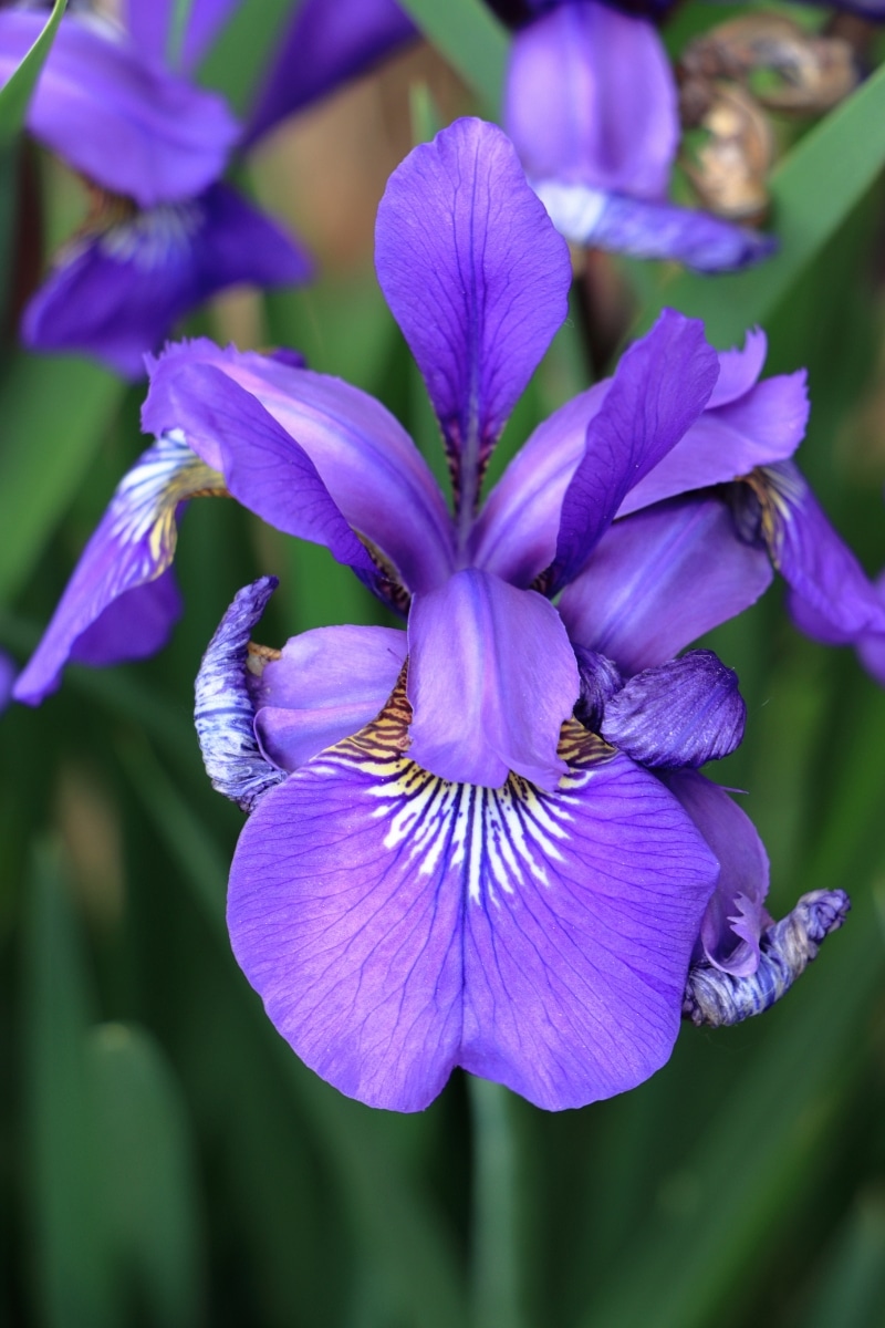 Iris