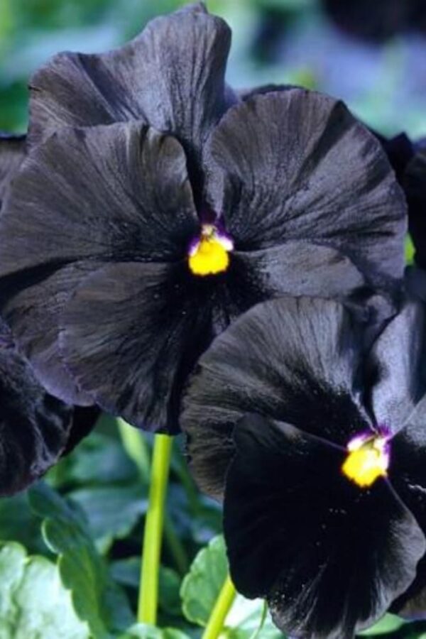 fleurs-noires-5-des-plus-belles-vari-t-s-planter-dans-votre-jardin