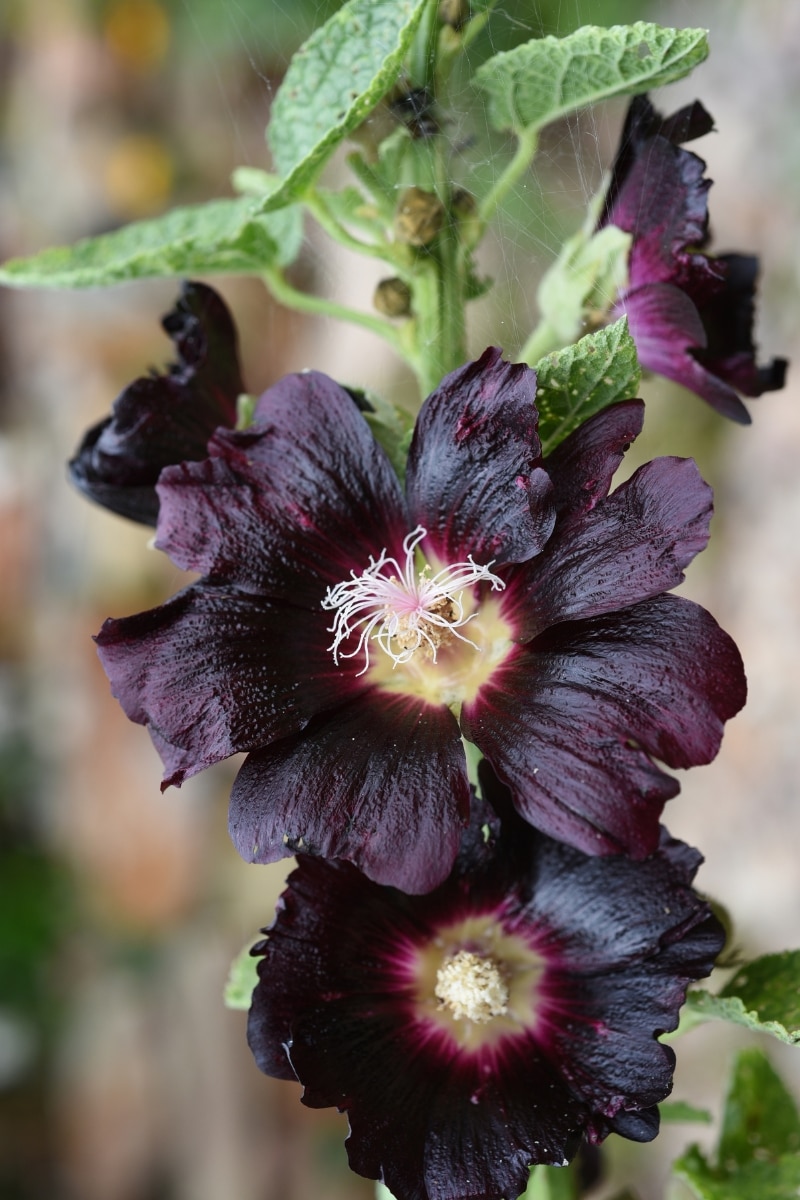 La rose trémière noire