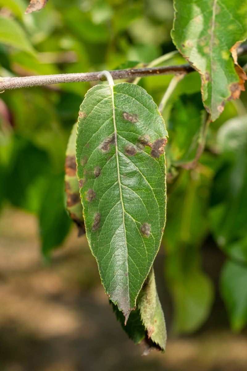 La tavelure sur les feuilles d'un pommier
