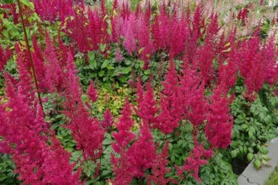 L’astilbe au jardin dans un sol argileux