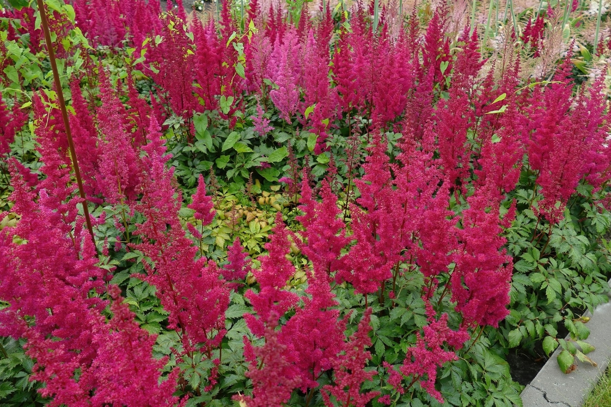 L’astilbe au jardin dans un sol argileux