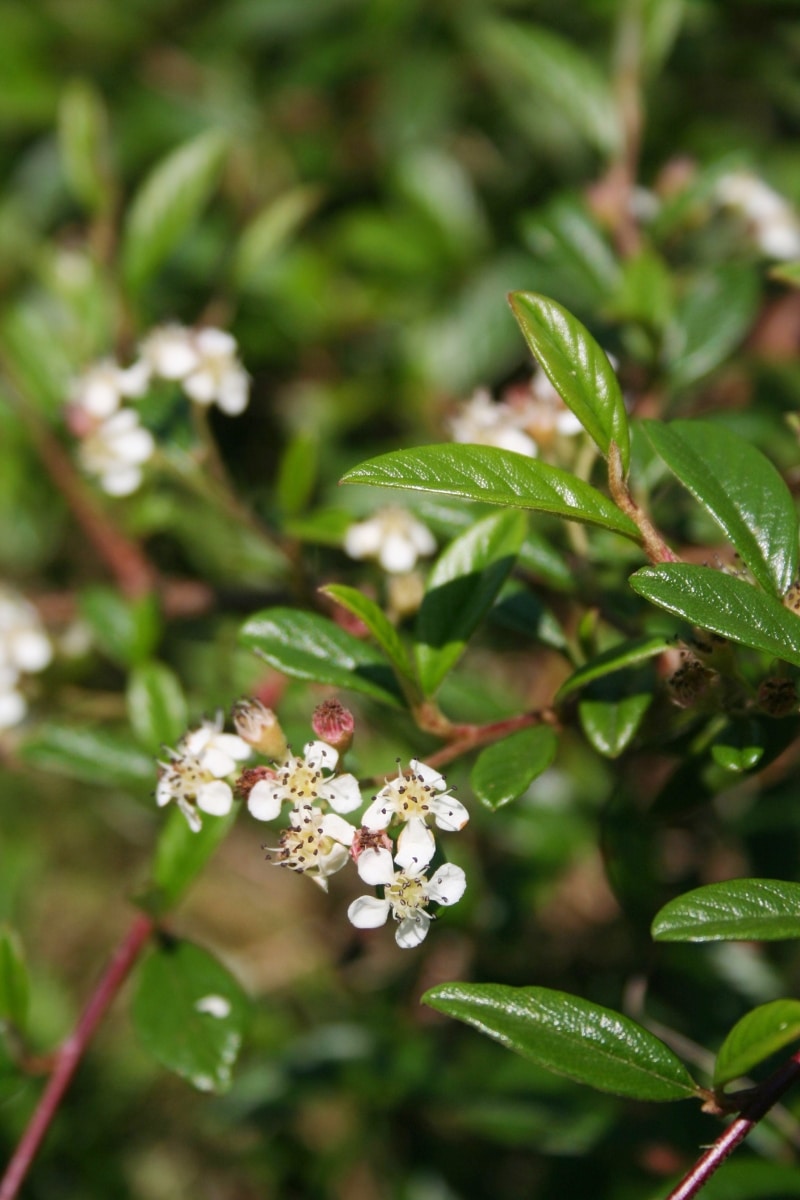 Le cotonéaster