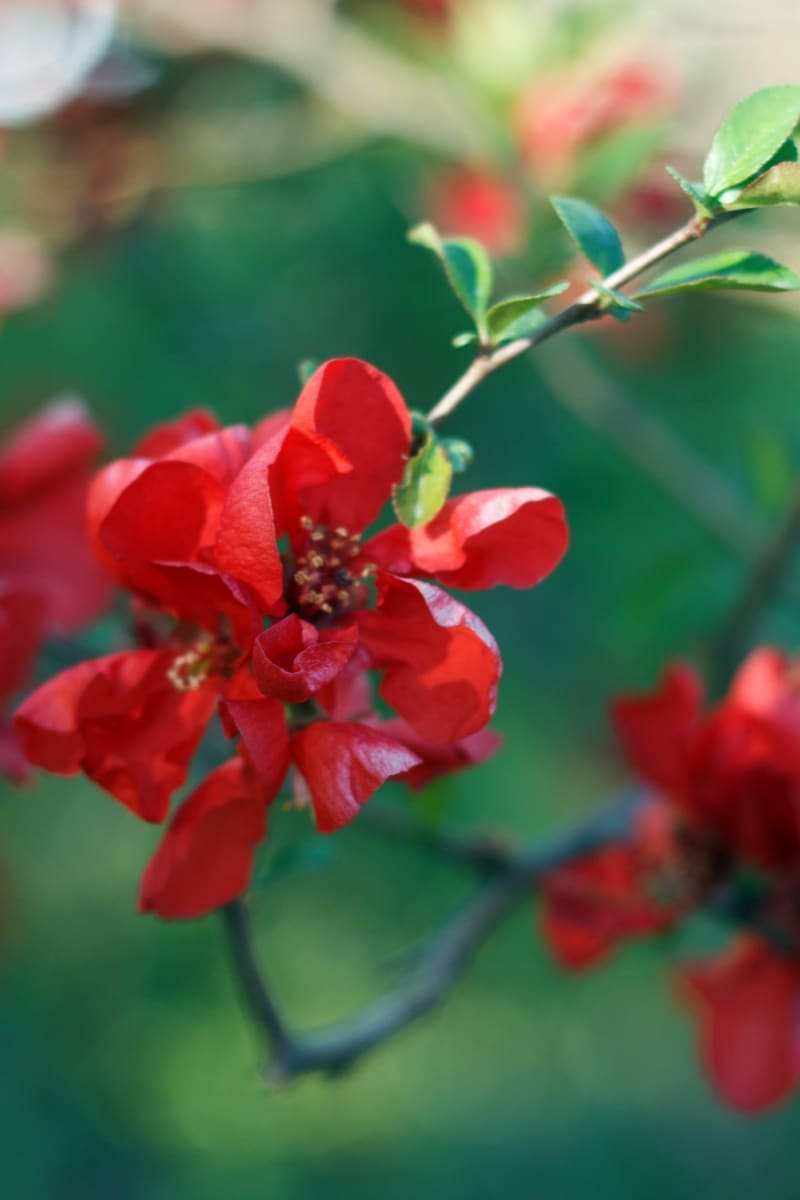 Le groseillier à fleurs