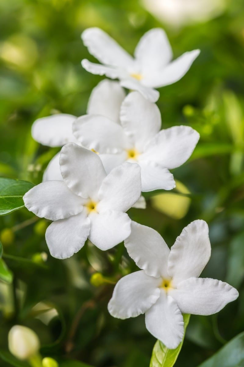 Le jasmin blanc