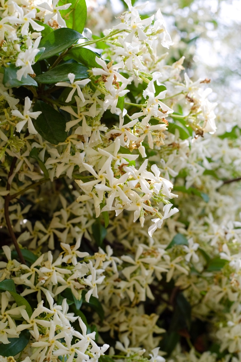 Le jasmin étoilé