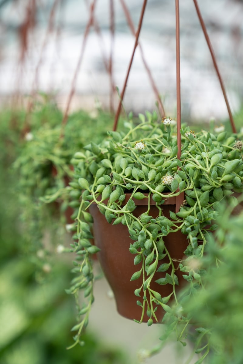 Le Senecio rowleyanus