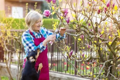 Les arbres à ne pas tailler au printemps