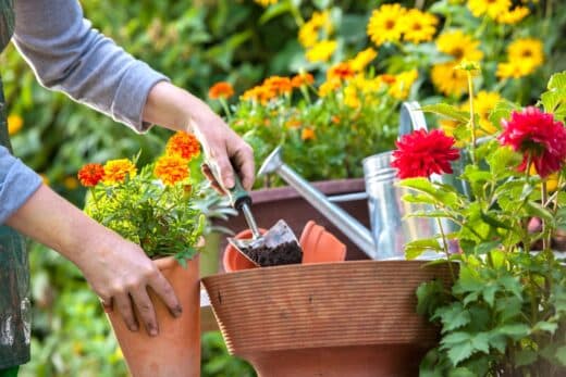 À épingler : Ces 4 bulbes à planter en avril pour un massif coloré !