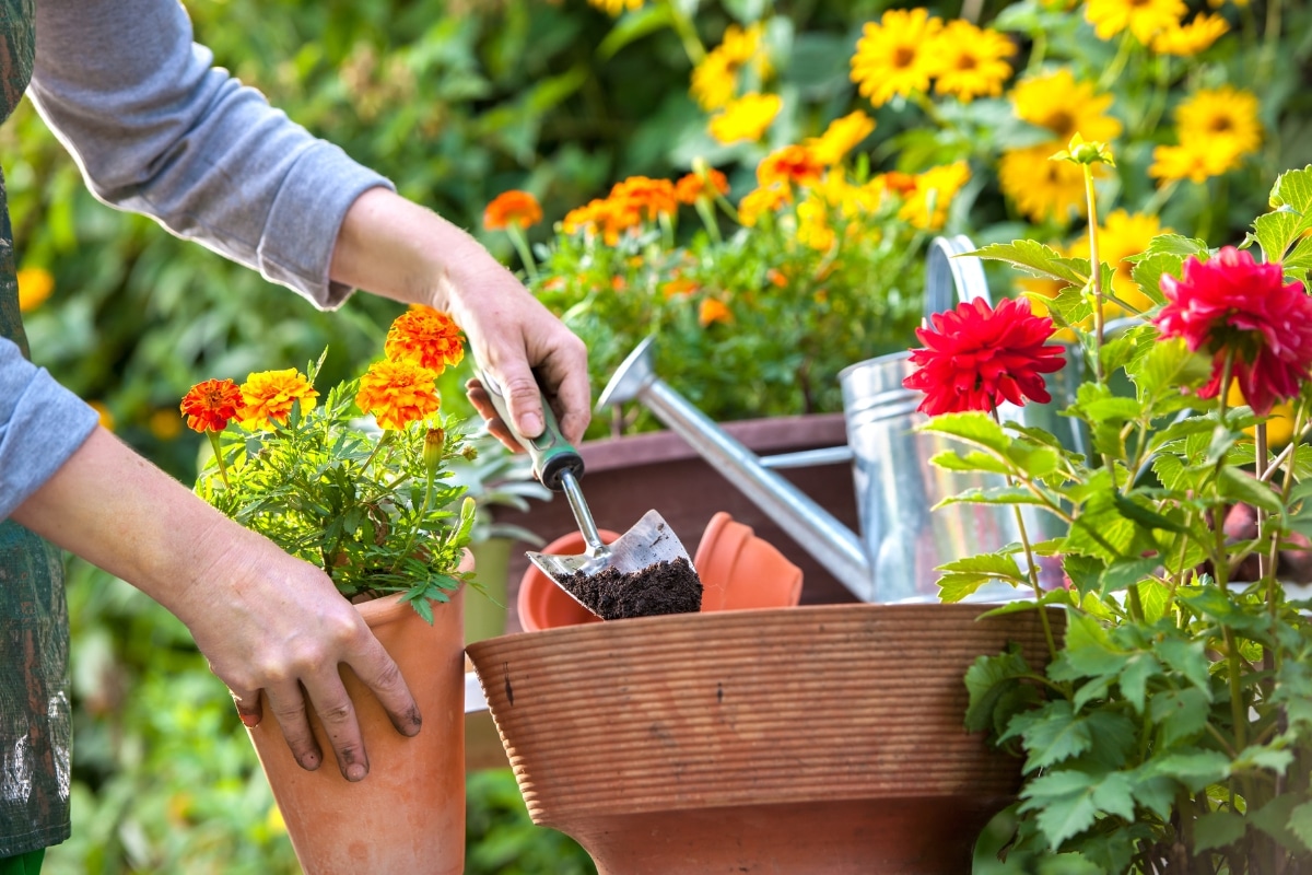 Les bulbes à planter en ce mois d'avril