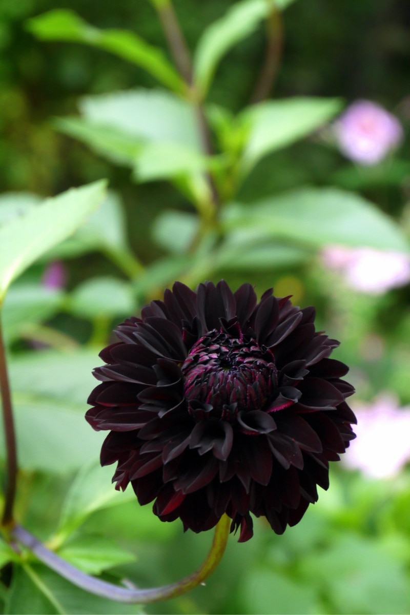 Les dahlias noirs