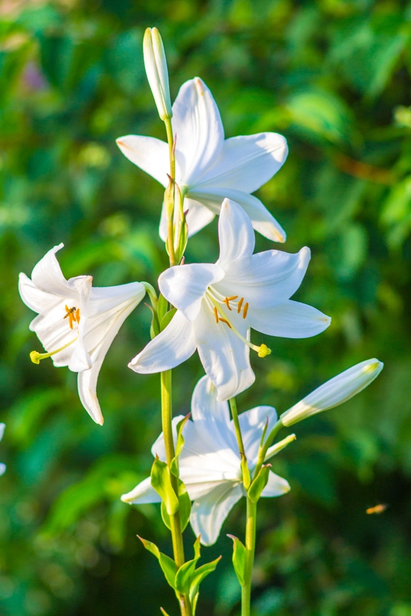 Les fleurs de lys