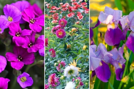 À épingler : Les meilleures plantes d’ornement à mettre en terre en mai