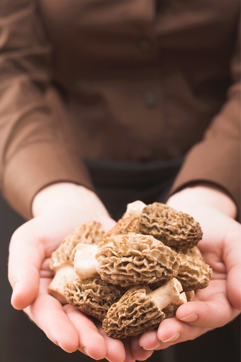 Les morilles 