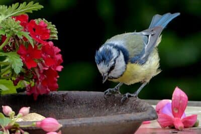 Les plantes à avoir au jardin pour attirer les mésanges