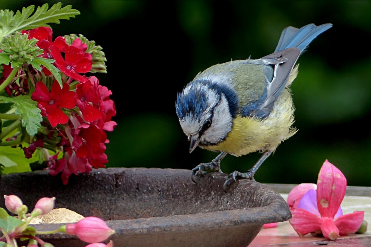 Les plantes à avoir au jardin pour attirer les mésanges