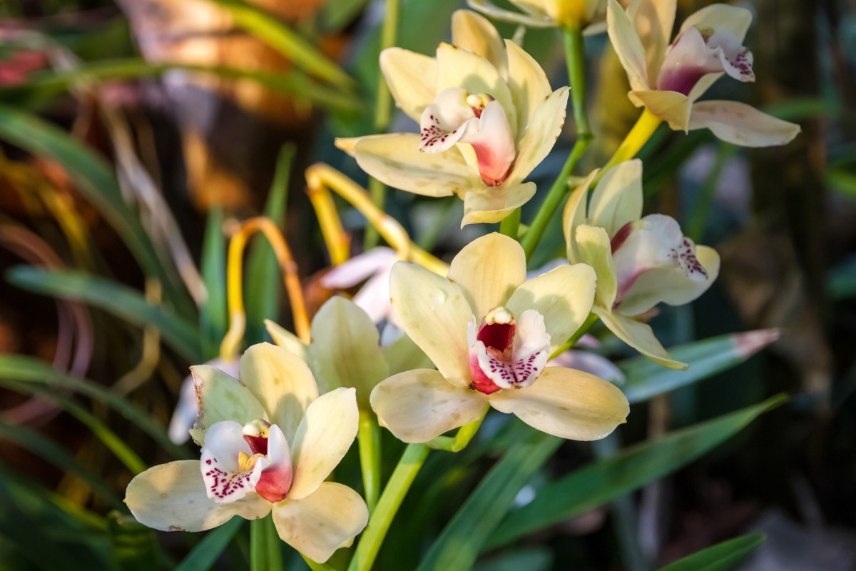 Les plus belles fleurs du monde