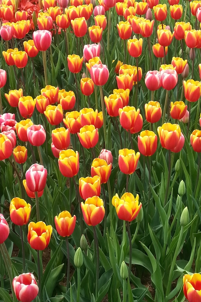 Les tulipes horticoles