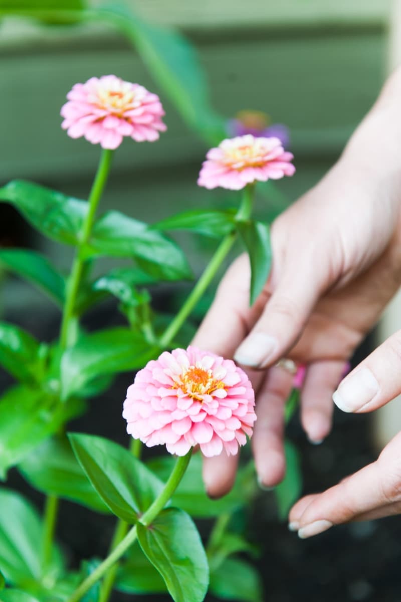 Les Zinnias au jardin