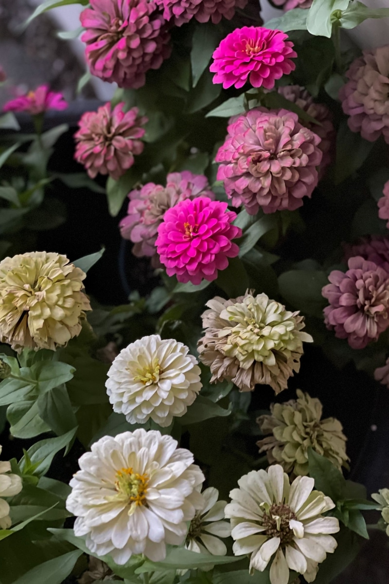 Les Zinnias