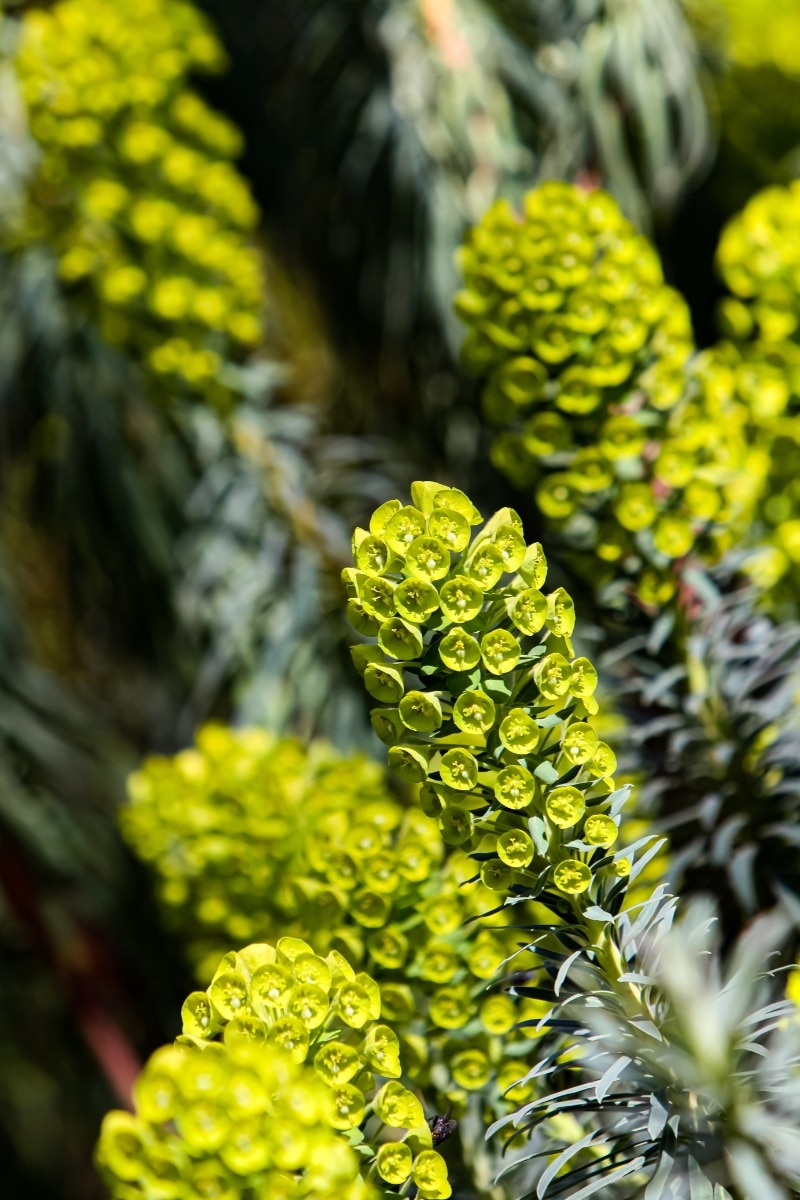 L’Euphorbe characias