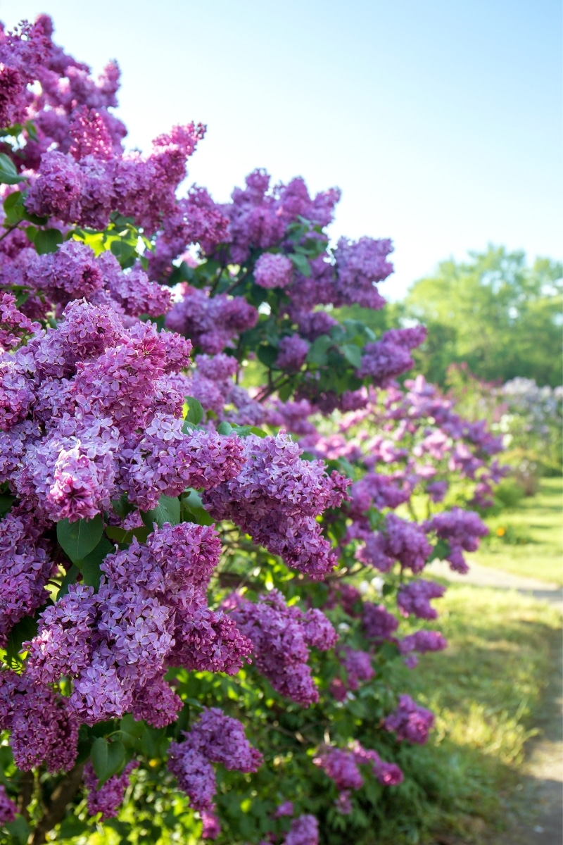 Lilas