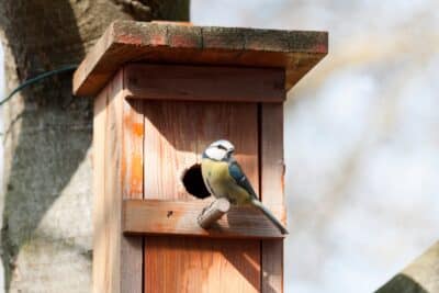 Mésange sur un nichoir à balcon au jardin